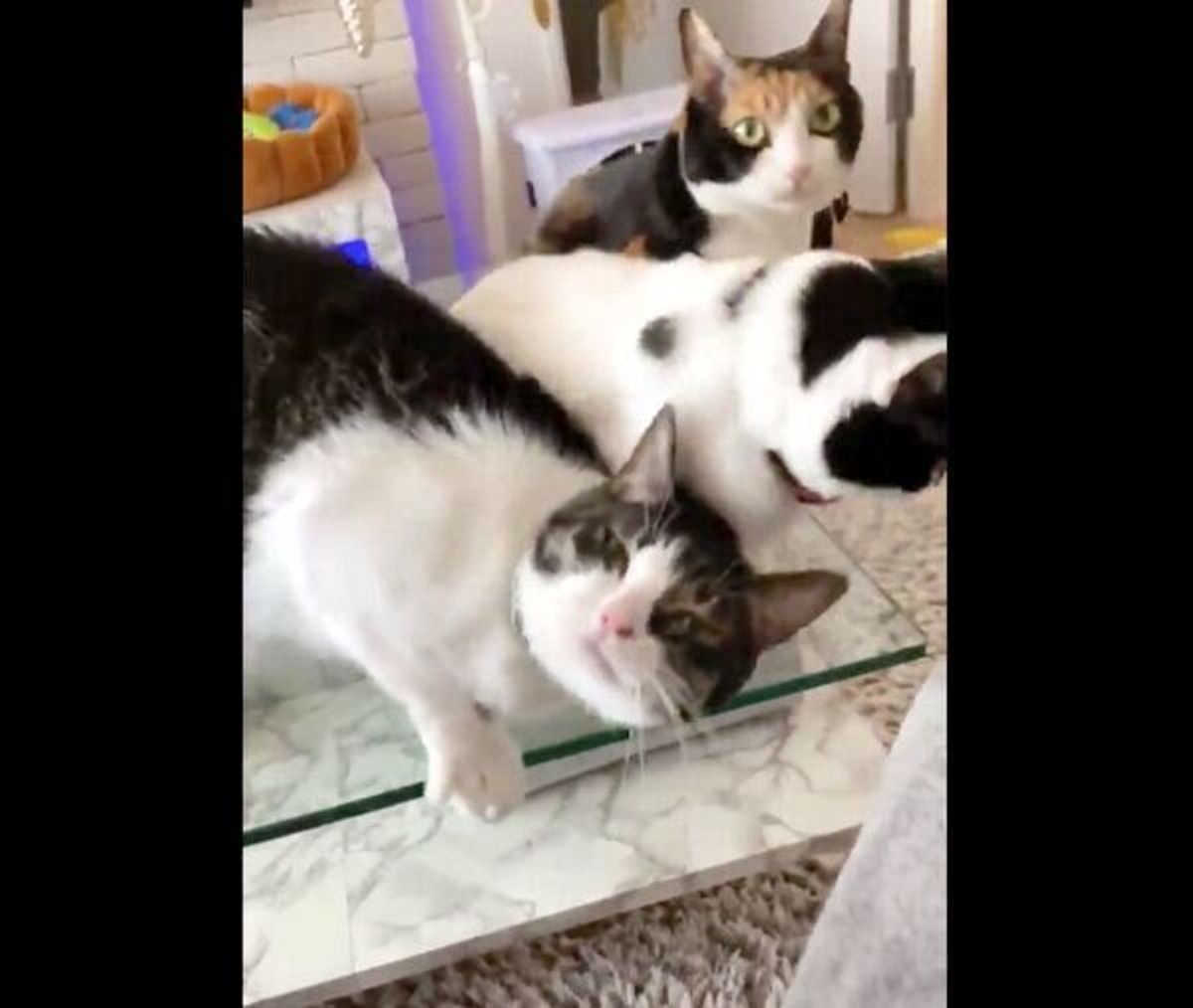 飼い主さんに撫でられたい猫の まさかのアピール方法 が可愛すぎた ねこのきもちweb Magazine 飼い主さんに撫でられたい猫の まさかのアピール方法 が可愛すぎた ねこのきもちweb Magazine