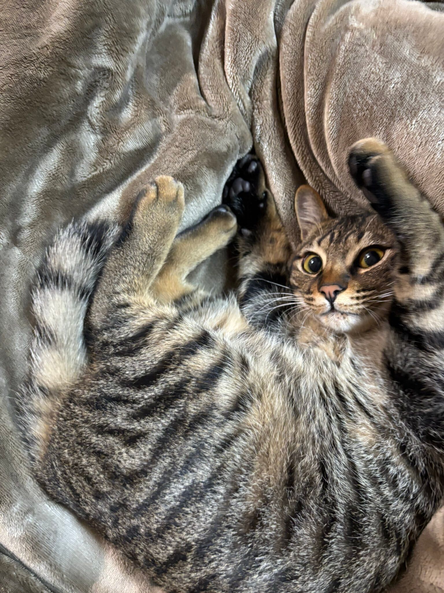 両前足を挙げる猫