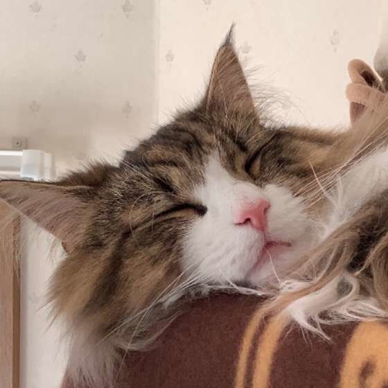 ぐっすり眠るノルウェージアンフォレストキャット