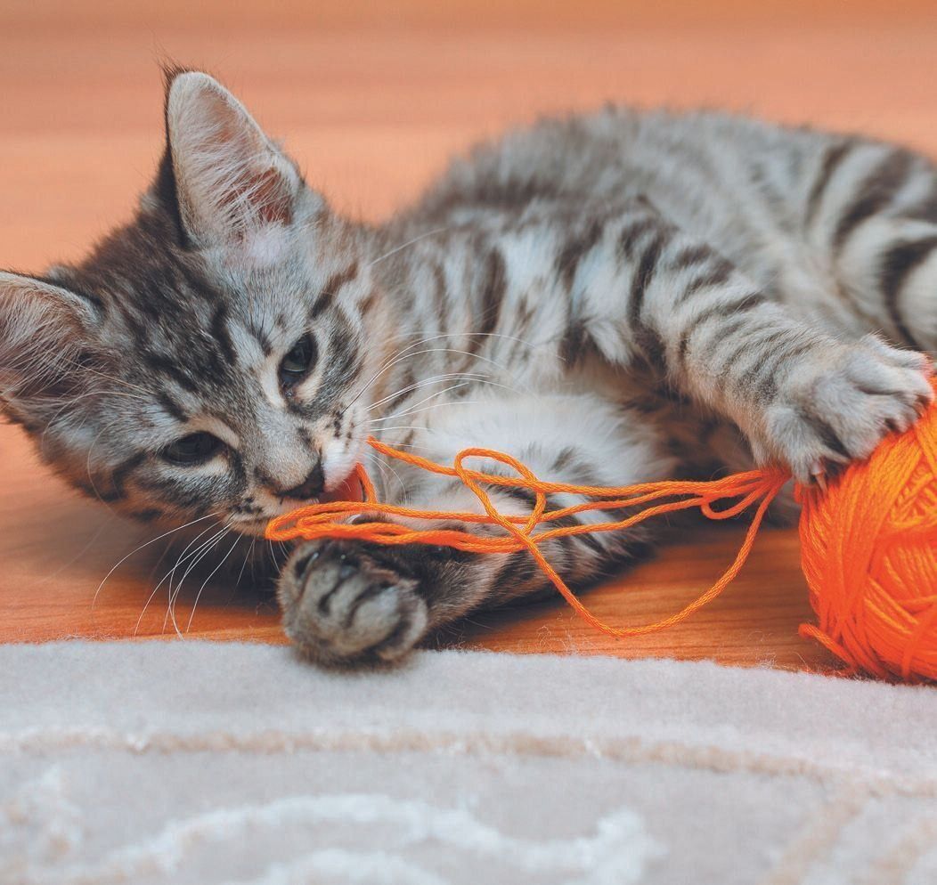 写真／Akimasa Harada