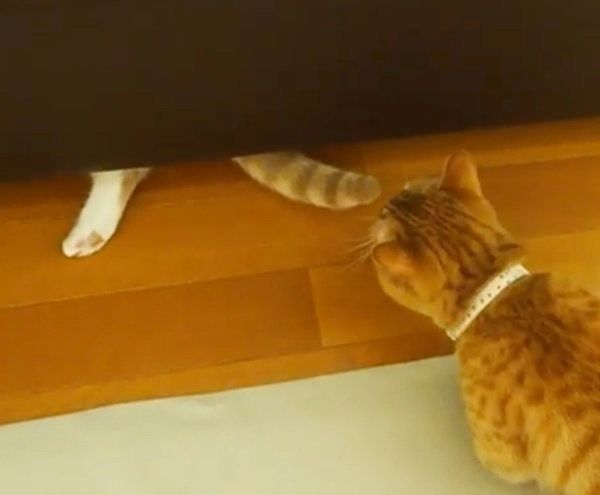 ソファに入り込むマンチカン