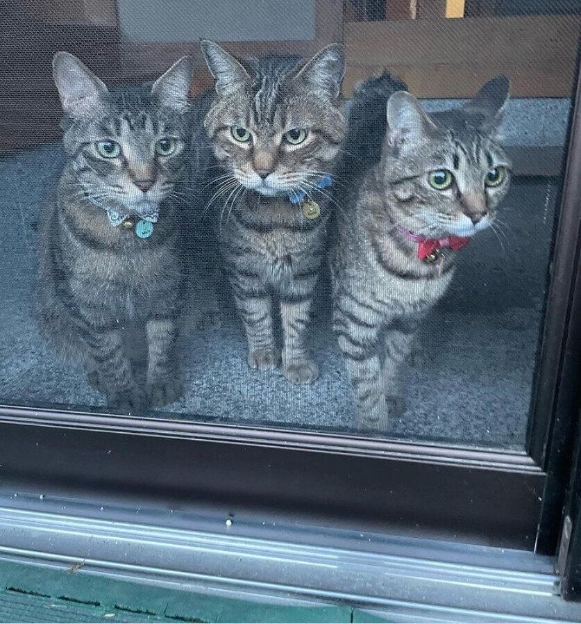 外を眺めるトチくん、まるくん、cocoちゃん