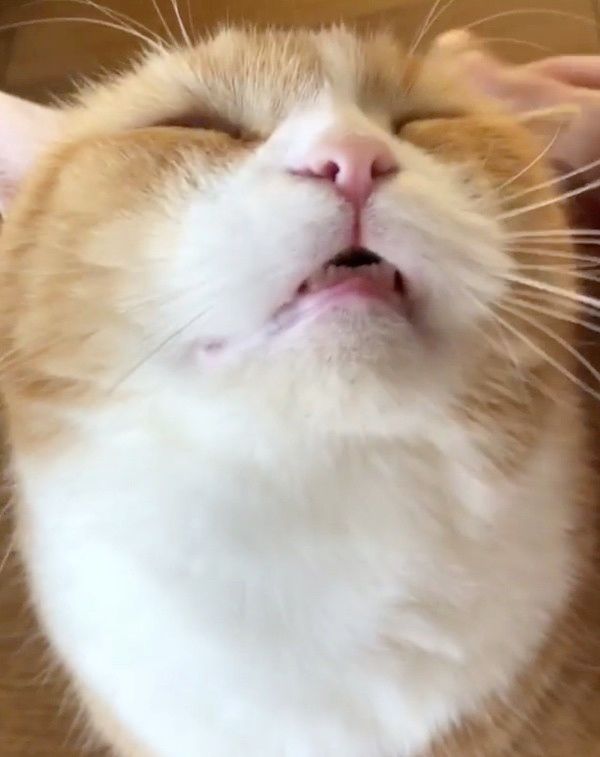 ブラッシングされる猫