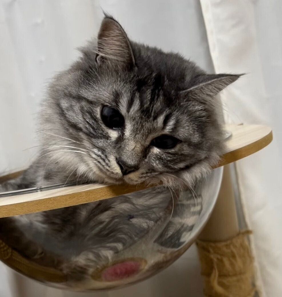 まったりすることちゃん