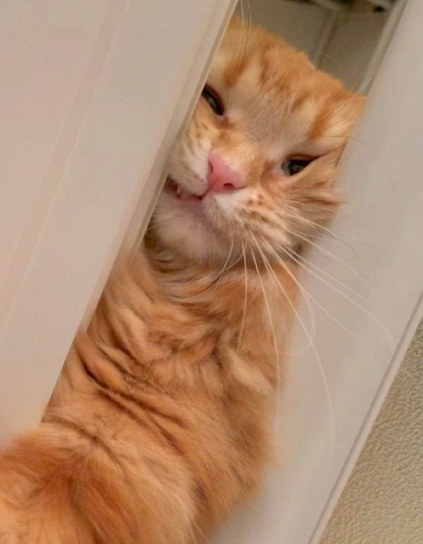 お風呂場を覗き込むちくわちゃん