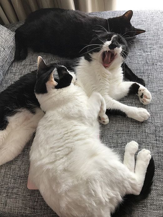 一体どこへ！？消えたMacの謎と猫