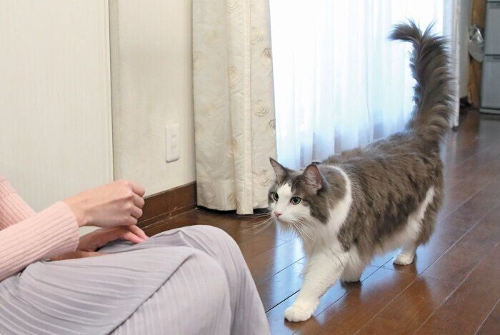 飼い主さんに近寄る猫