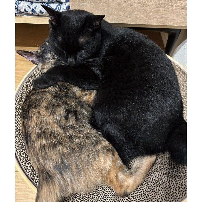 仲良く眠るネモちゃん、ぼたんちゃん