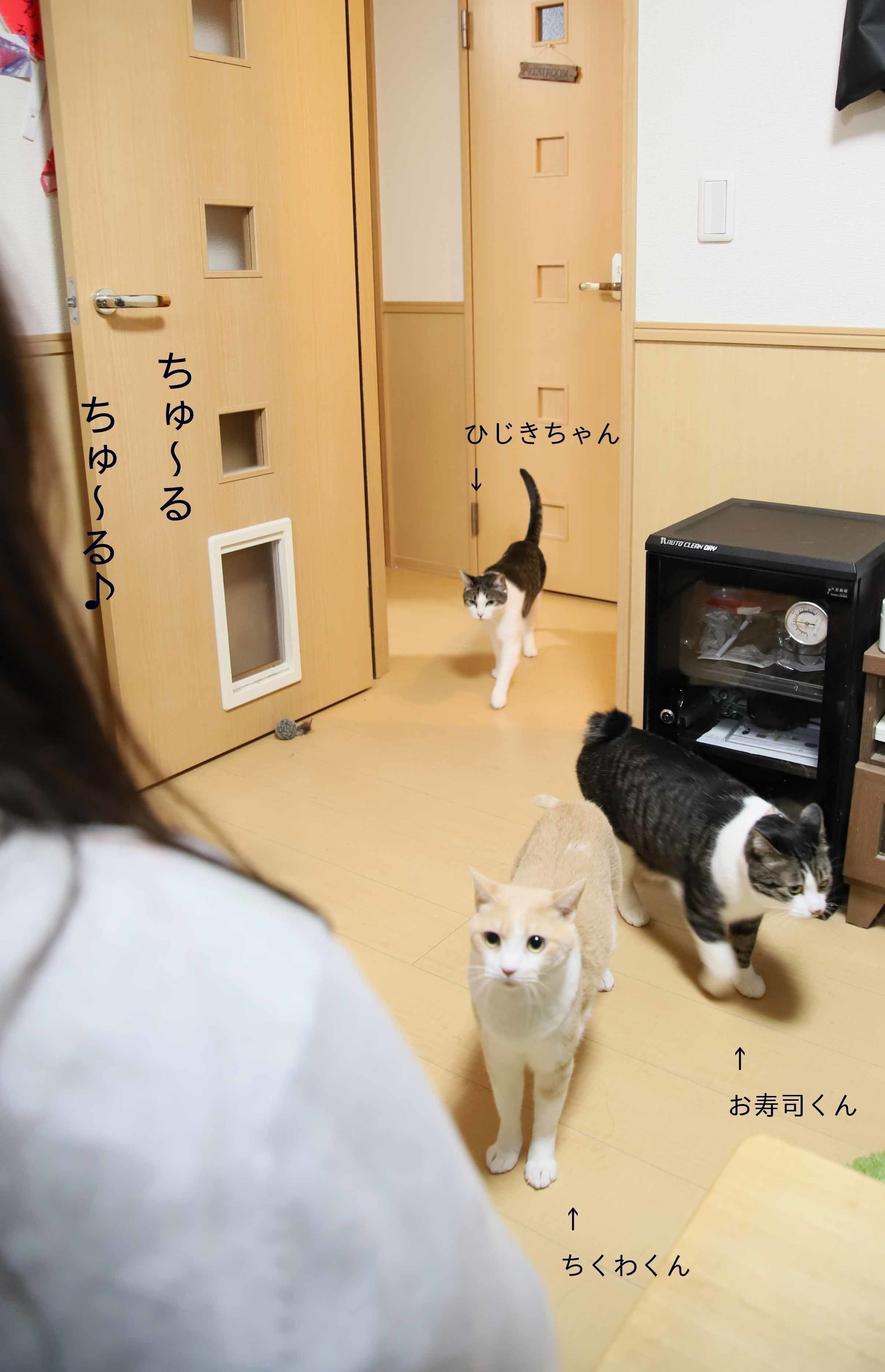 画像／ねこのきもち2019年８月号『猫よ、すんのかい　せんのかい　せーへんのかいっ！』