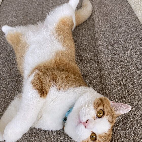 スコティッシュフォールドのはるちゃん