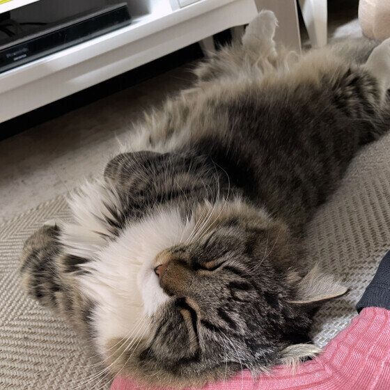 マンチカン・ロングヘアのすももちゃん