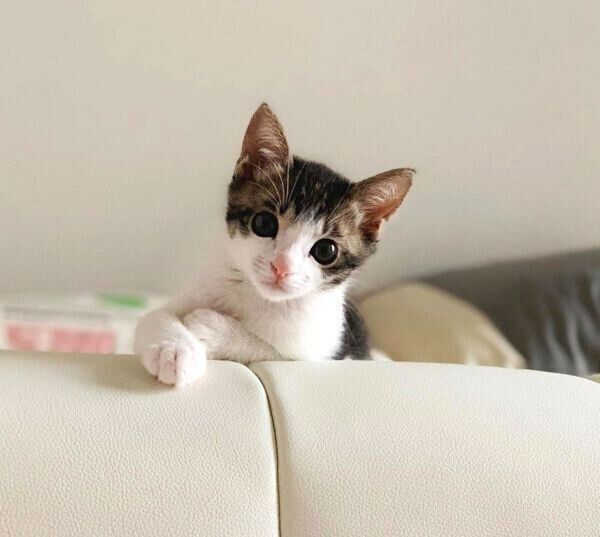 見つめるソラくん