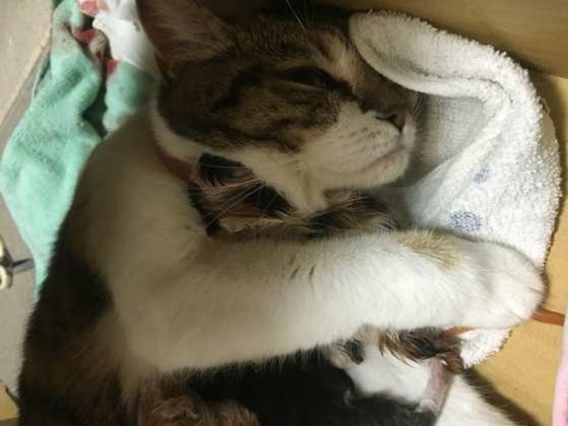 獣医師監修 猫の妊娠基礎知識 期間や兆候 出産準備などを解説 ねこのきもちweb Magazine 獣医師監修 猫の妊娠基礎知識 期間や兆候 出産準備などを解説 ねこのきもちweb Magazine