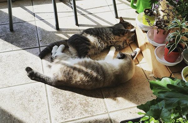 床に転がるフックちゃんとばずちゃん