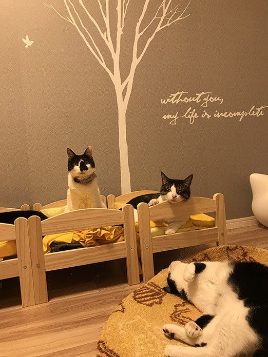 ポポロンファン必見！ ベッドの上のおねむポポロン