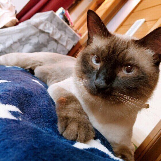 見つめるシャム