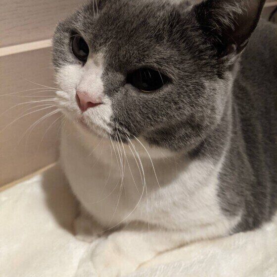 ブリティッシュショートヘアのぶぶちゃん