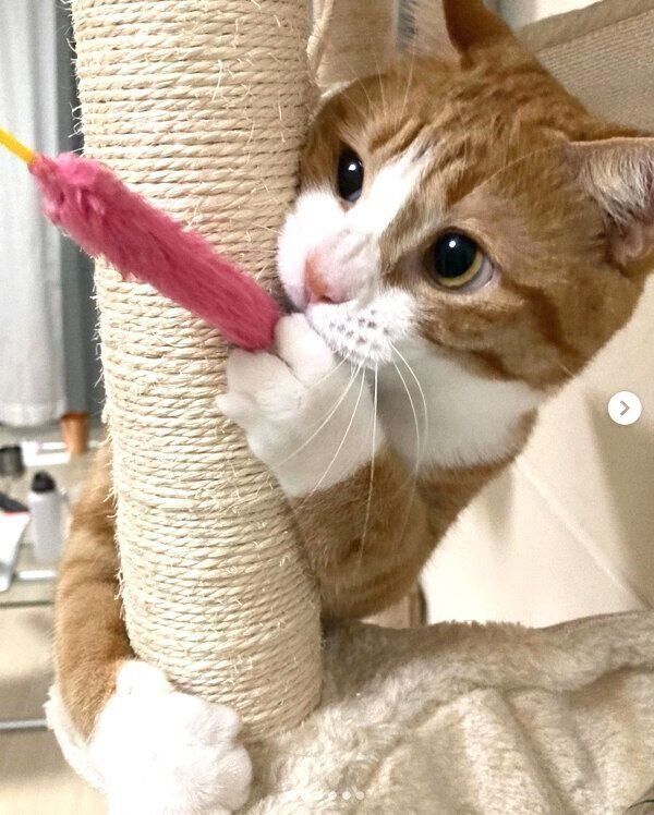 猫じゃらしで遊ぶいなりくん