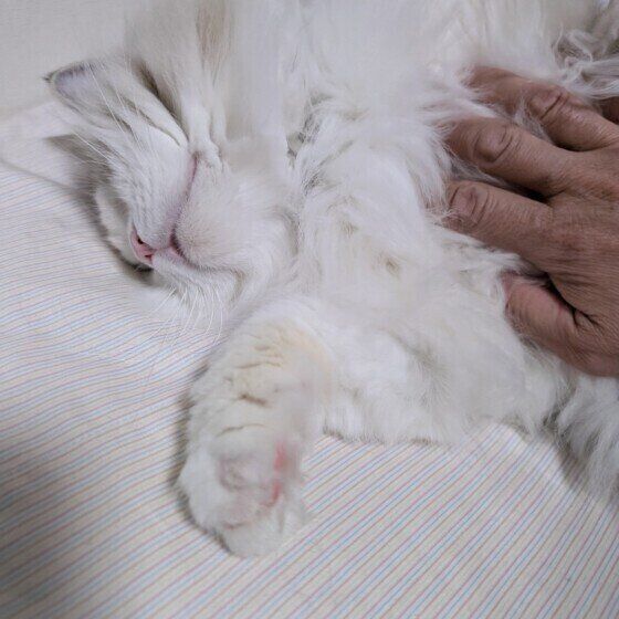 ゴロゴロ音を出すミーくん