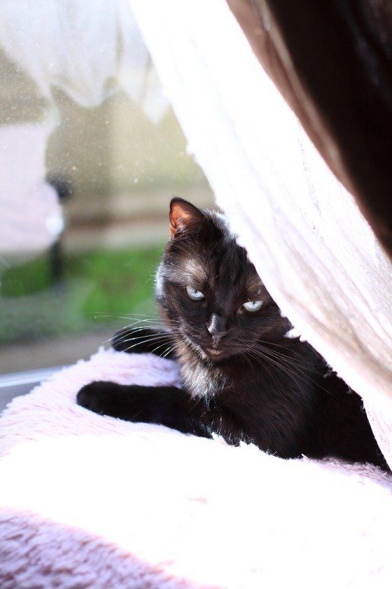 窓辺でくつろぐ猫