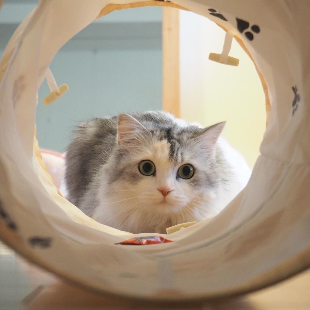 視線の先には、まるにちゃん