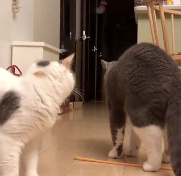 もじもじする猫