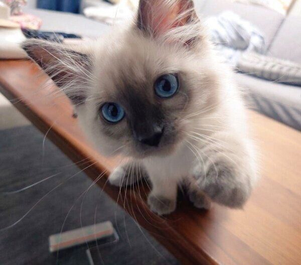 掃除中にかまってほしいソラくん。