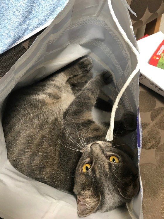 ラムネ  MIX　サバトラ