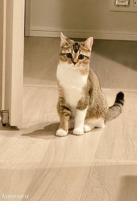 お迎えから4カ月後の子猫