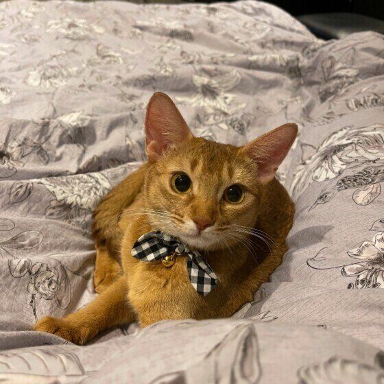 ベッドで待つソマリ