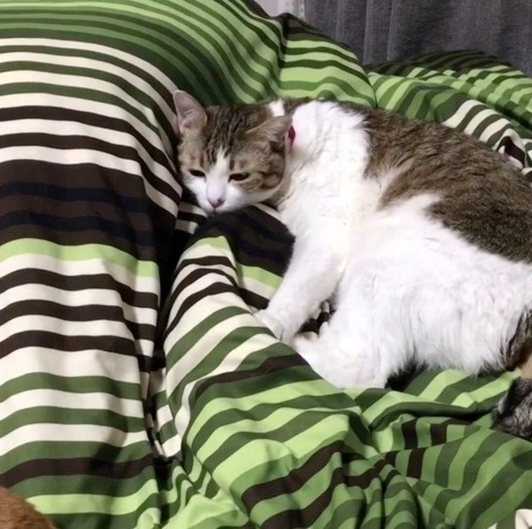 おやすみを邪魔されて怒る猫