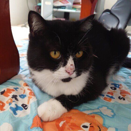 香箱座りをするペルシャのそらくん