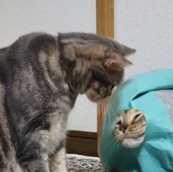 見つめ合う猫