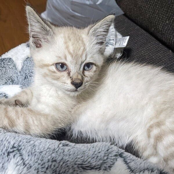 生後2カ月のしらすくん