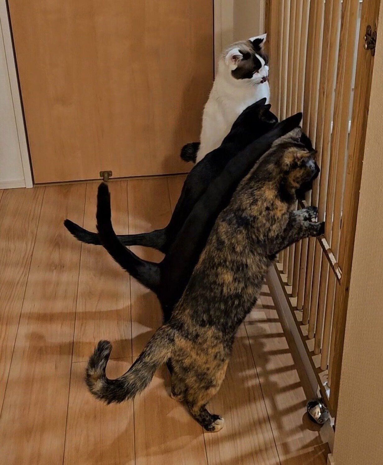 キッチンが気になる猫たち