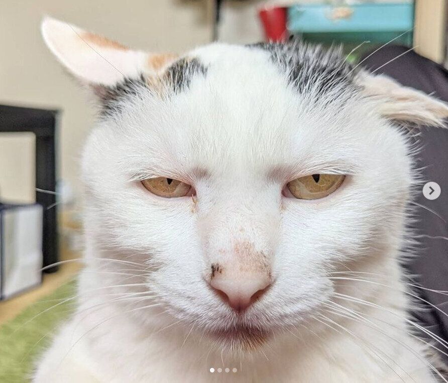 猫の顔（メス）