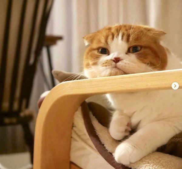 アゴを強調するスコティッシュフォールド・きのこちゃん