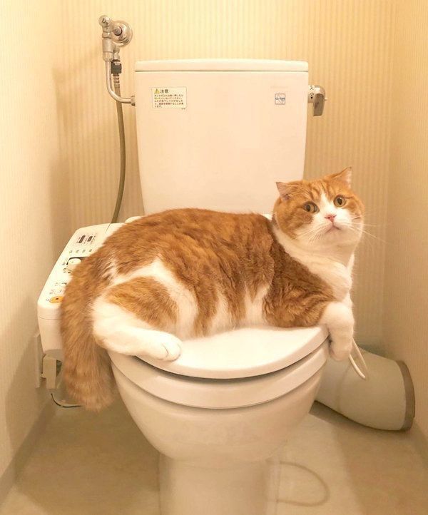 トイレでくつろぐスコティッシュフォールド