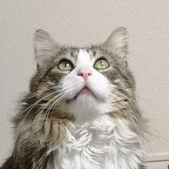 天井を見つめるメインクーン