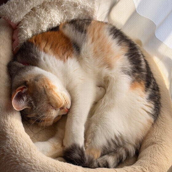 アンモニャイトで眠るスコティッシュフォールド