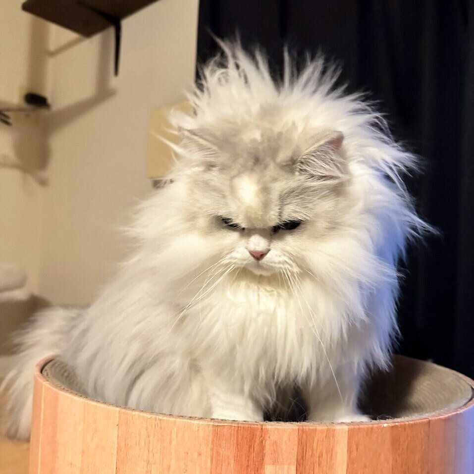 寝起きのノーマンくん