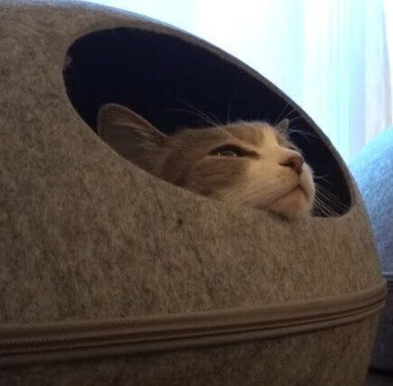 ごはんを待つモアレちゃん