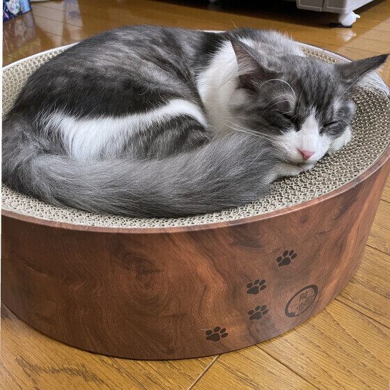 MIXサバトラのシロくん