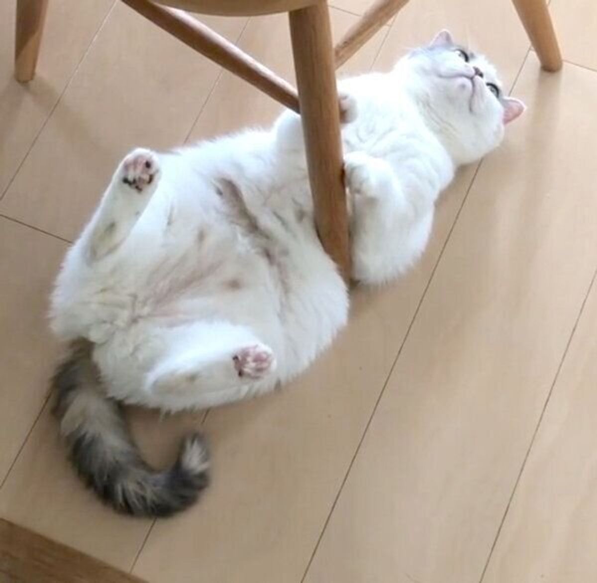 最後はゆっくり開脚 笑 イスの脚に戦いを挑んでしまった猫の一連の行動がジワジワくる ねこのきもちweb Magazine 最後はゆっくり開脚 笑 イスの脚に戦いを挑んでしまった猫の一連の行動がジワジワくる ねこのきもちweb Magazine