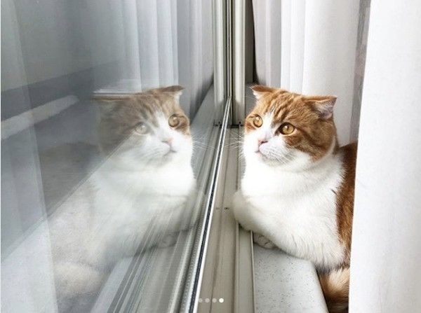 スコティッシュフォールド