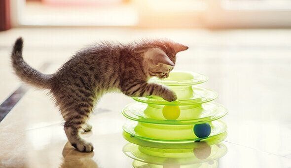 キャンペーンに応募する