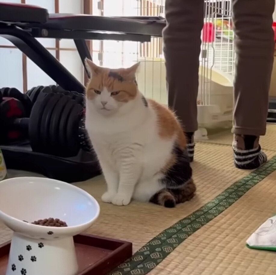 おやつが出てくるのを待つミケちゃん