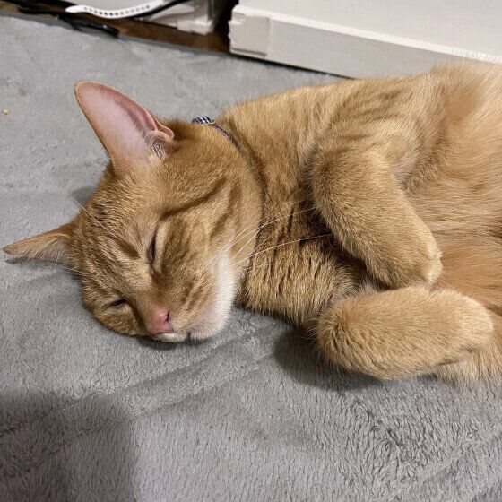 マンチカンのココくん♪