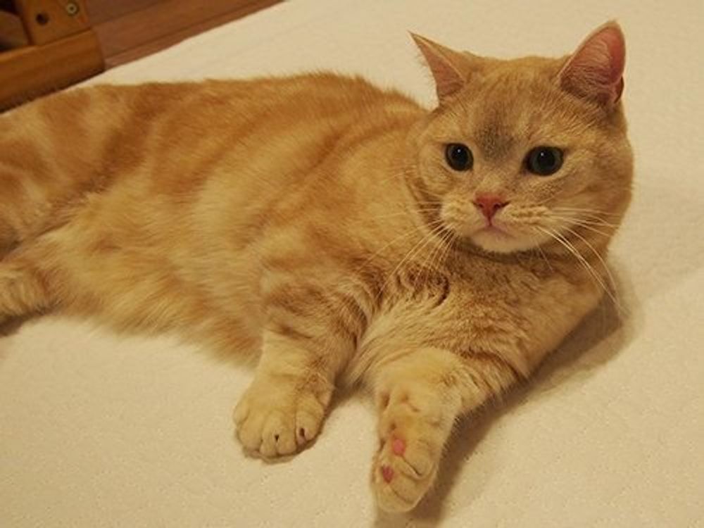 膨らむと可愛いぷっくぷくの W ウィスカーパッド マンチカンのぷーちゃん Vol ねこのきもちweb Magazine 膨らむと可愛いぷっくぷくの W ウィスカーパッド マンチカンのぷーちゃん Vol ねこのきもちweb Magazine