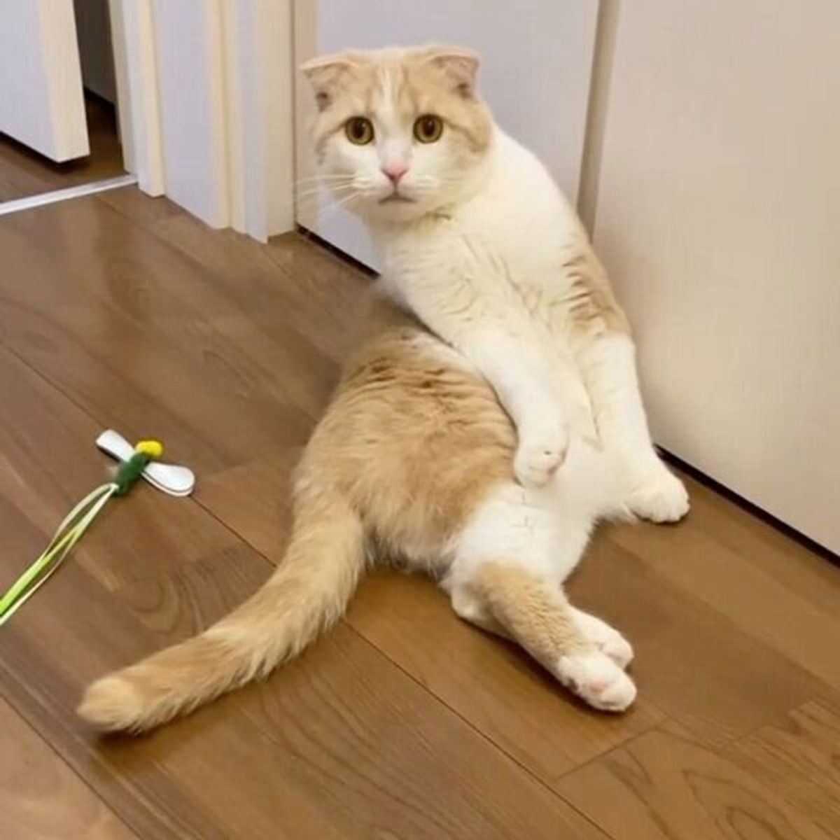 こっちがびっくりする ひとり遊びをしていた猫 なぜか突然驚きの表情に ねこのきもちweb Magazine こっちがびっくりする ひとり遊びをしていた猫 なぜか突然驚きの表情に ねこのきもちweb Magazine